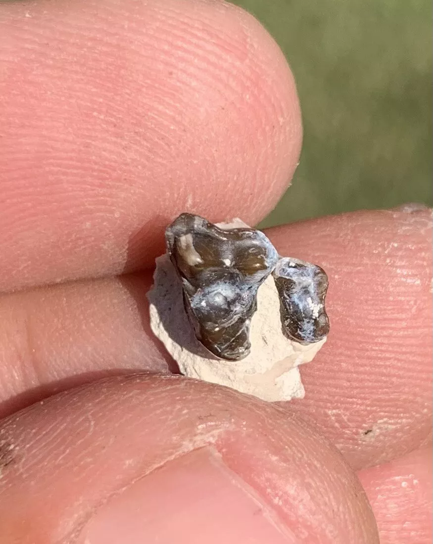 Fossil Dog Palate With Teeth, Hesperocyon, Nebraska