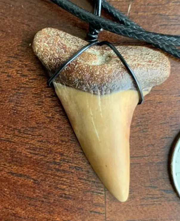 Carcharodon hastalis white shark tooth necklace