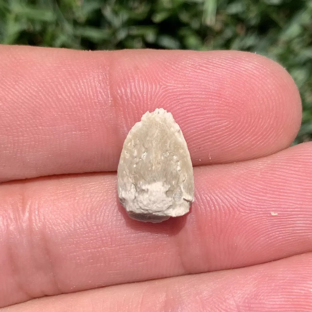 Tortoise Claw - White River Badlands