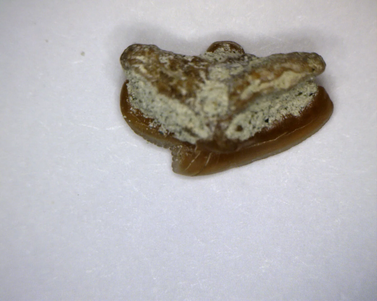 Squalus occidentalis - Bakersfield