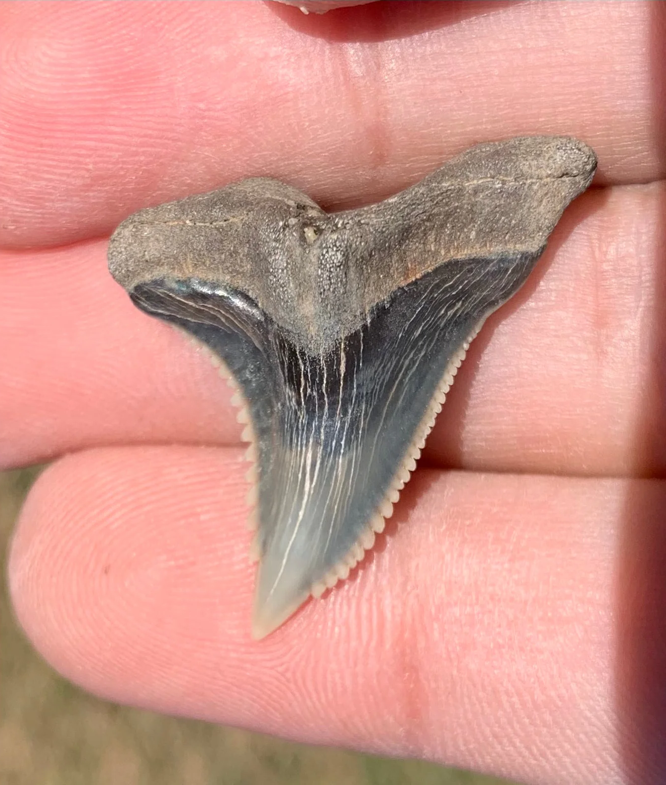 1.29”. Hemipristis serra Shark tooth - Virginia