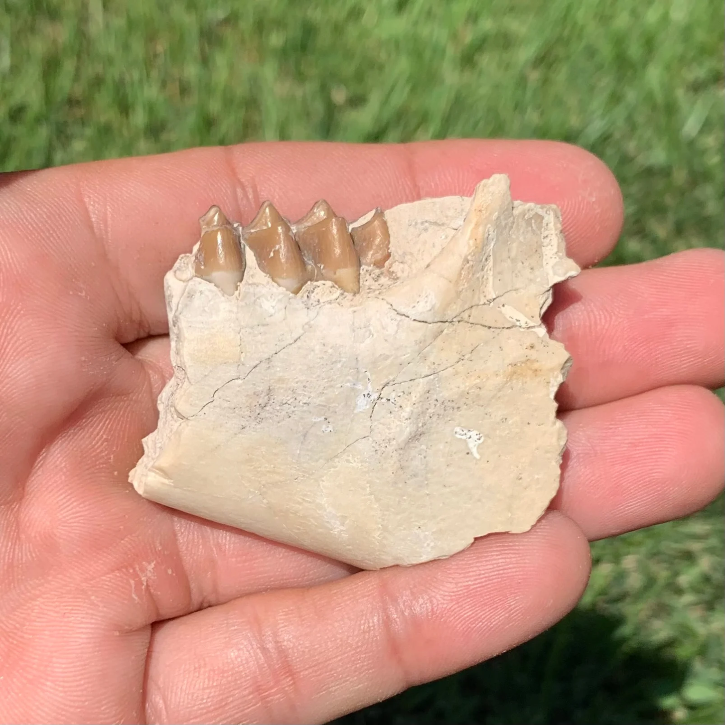 Oreodont Jaw Section with a Tooth