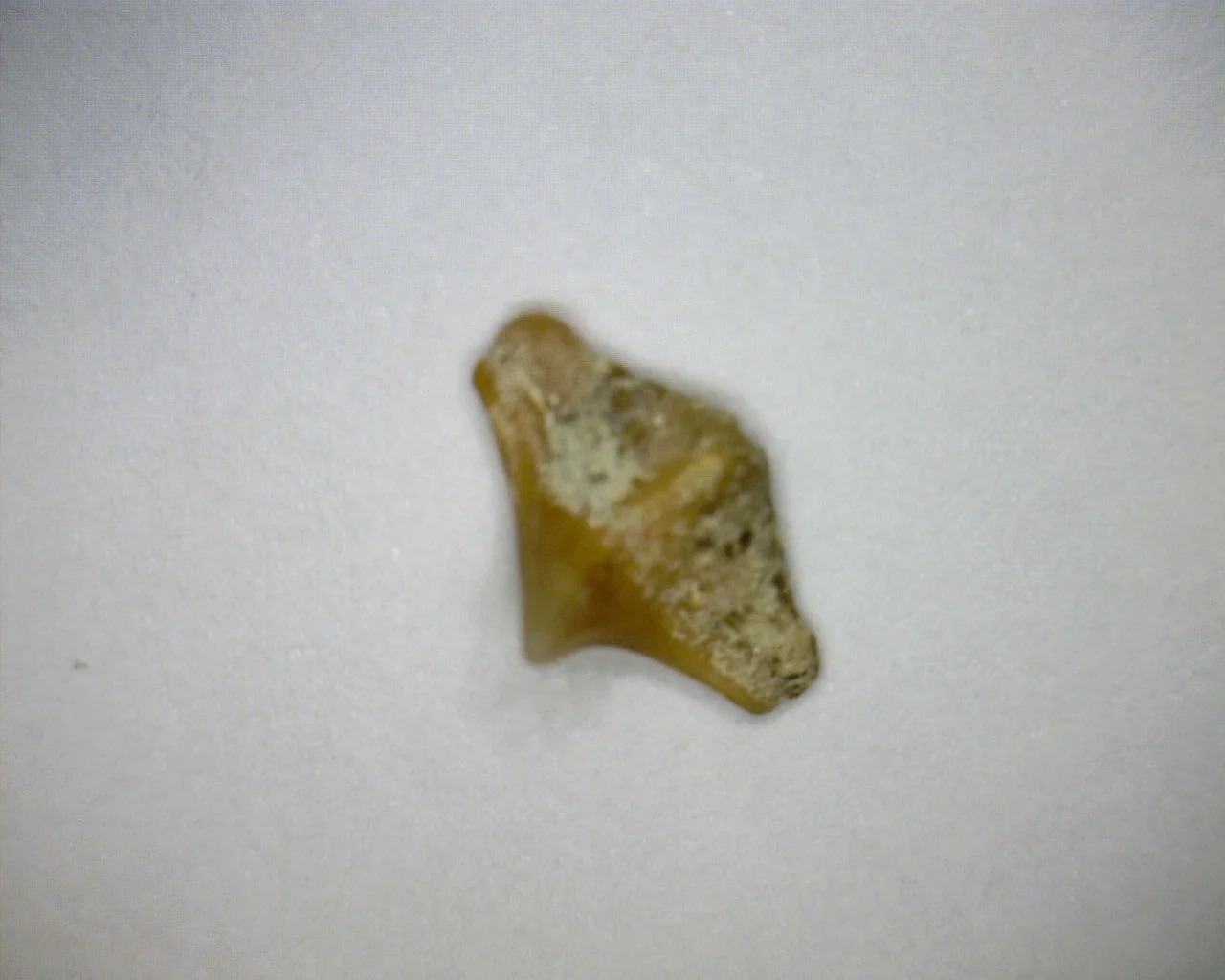 Squatina lericheii - Bakersfield