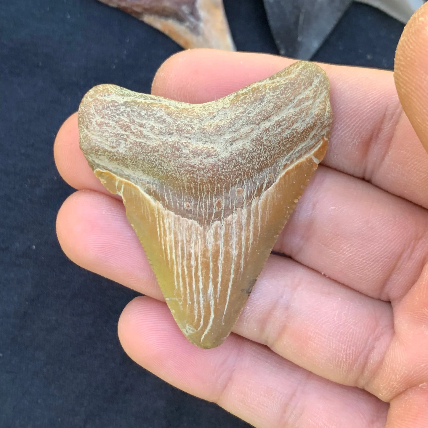 2.27” Otodus Megalodon - Virginia