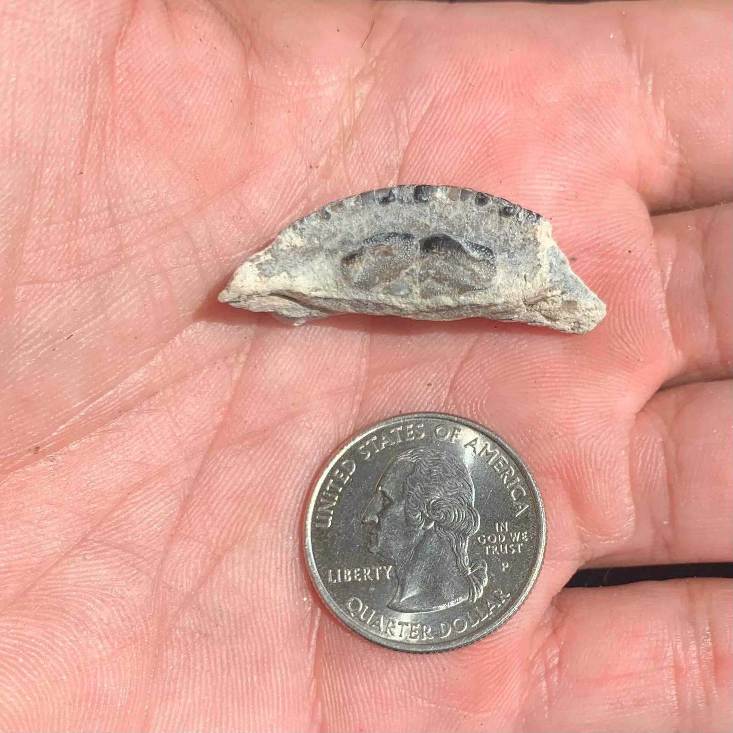 Burrfish, Chilomycterus Sp. Mouth plates - Lee Creek