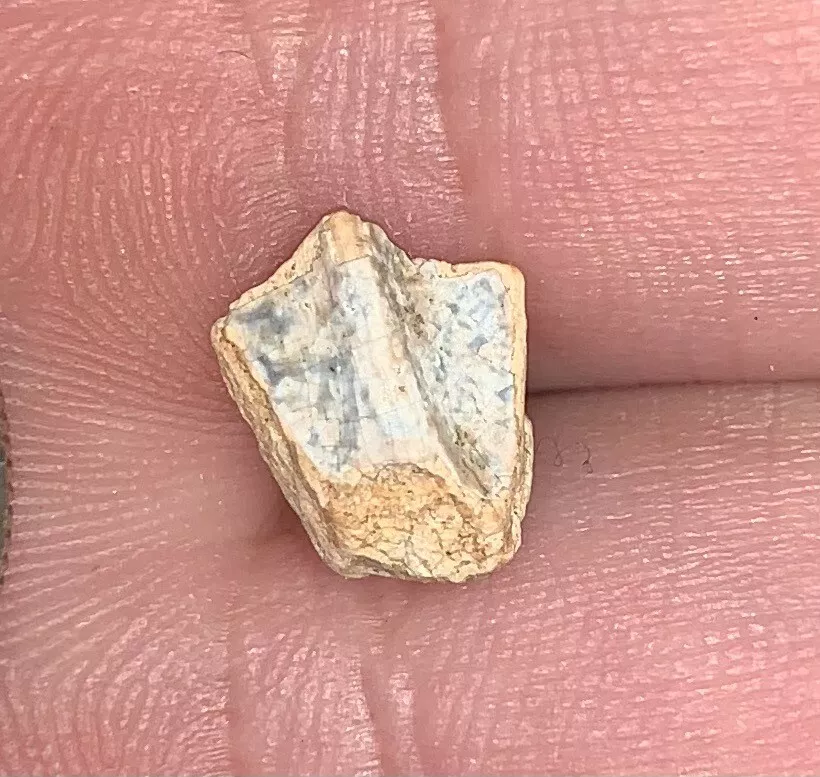 Edmontosaurus Dinosaur Tooth, Hell Creek Formation SD, Hadrosaur, Duck-billed