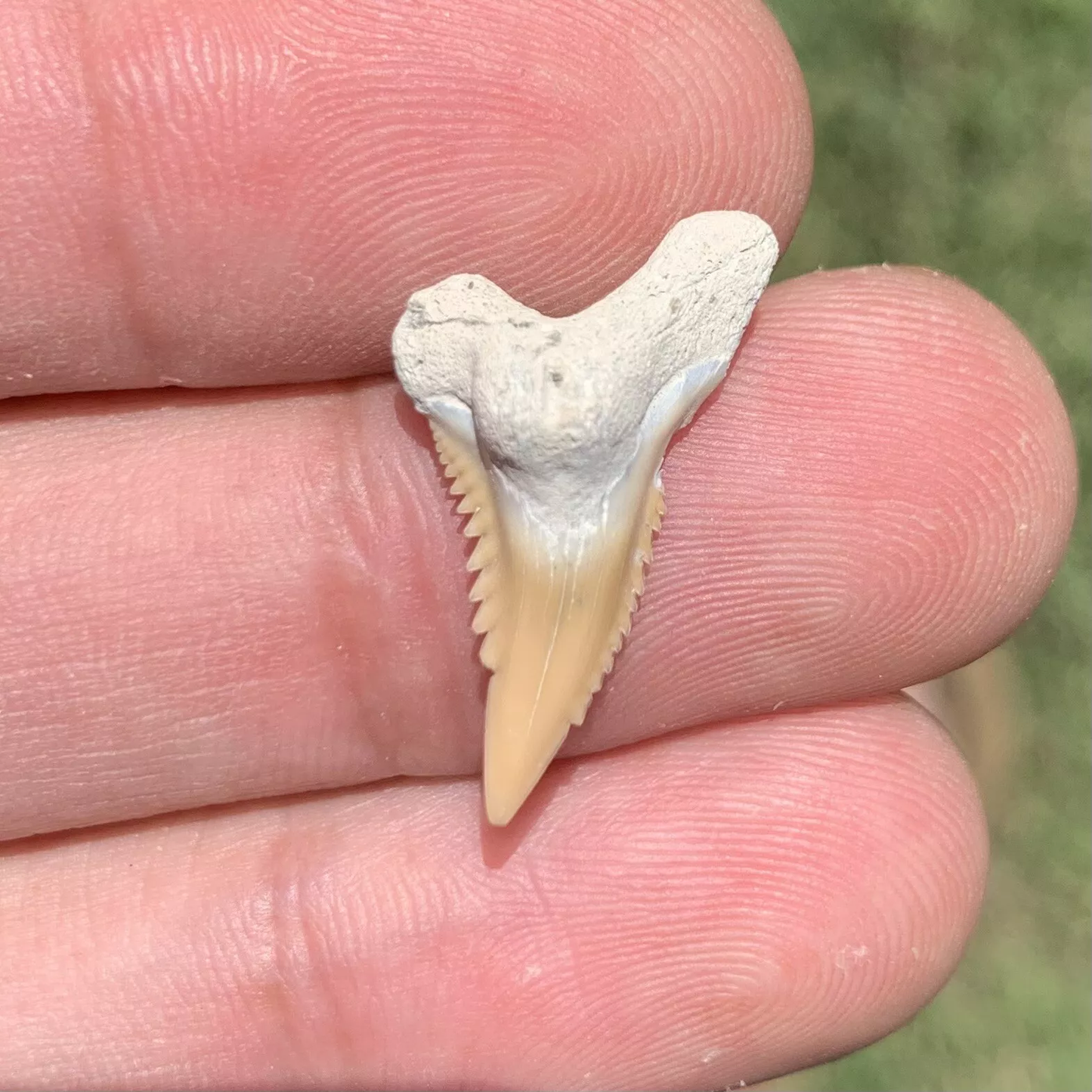 .9" Hemipristis serra - Lee Creek Mine