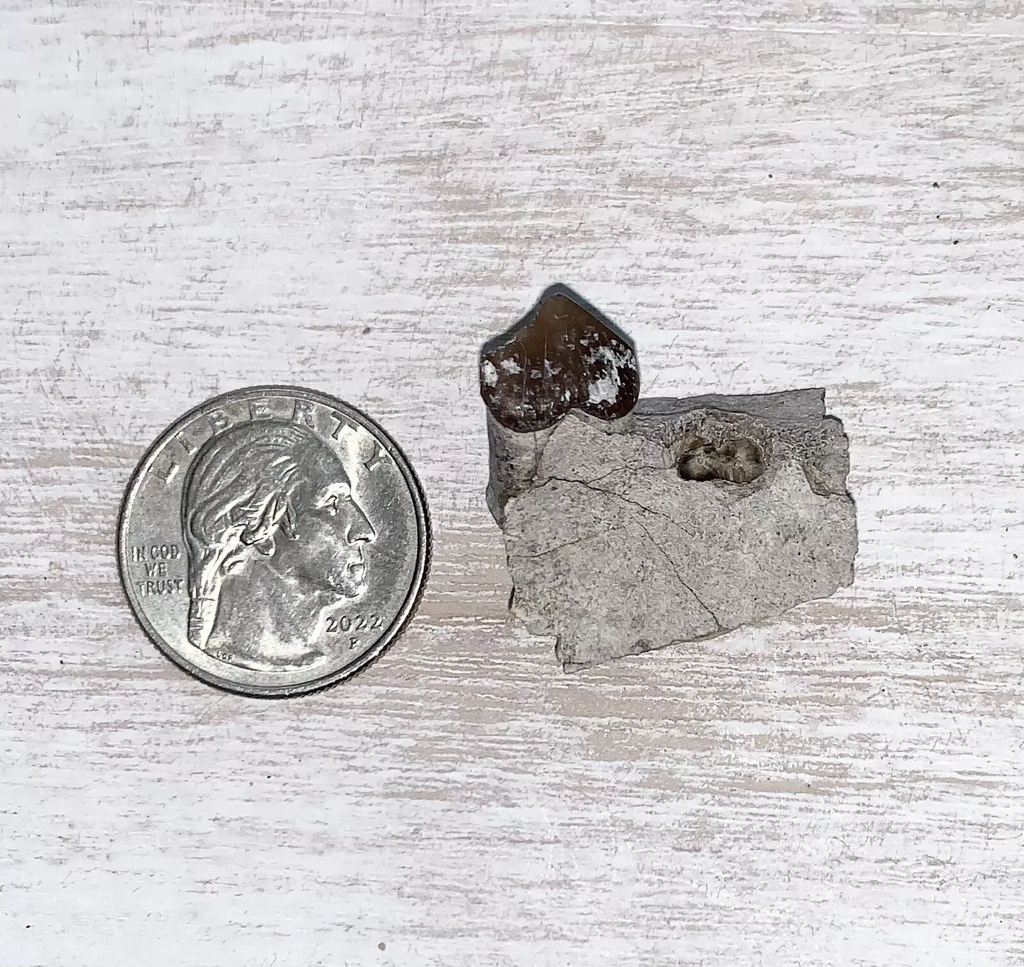 Fossil Oreodont Lower Jaw Section With Tooth