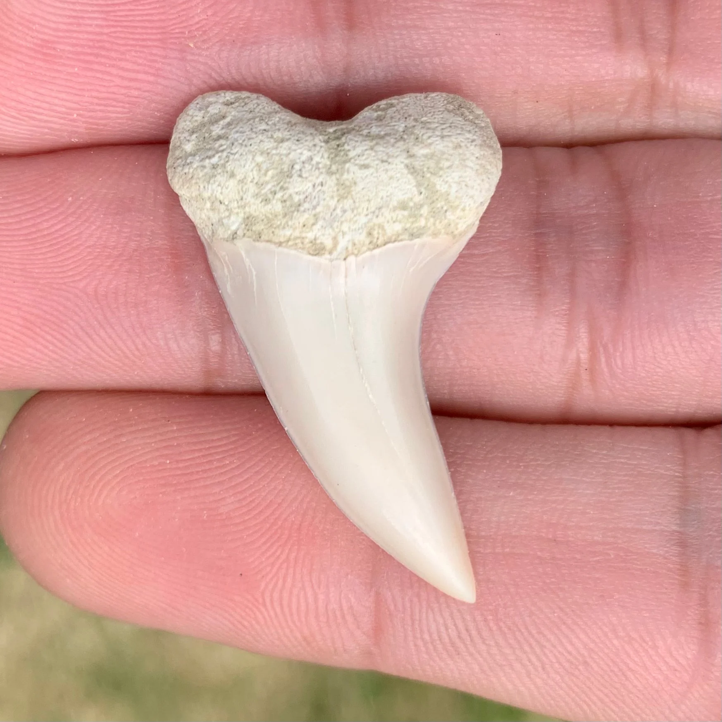 1.37" Carcharodon planus - Bakersfield