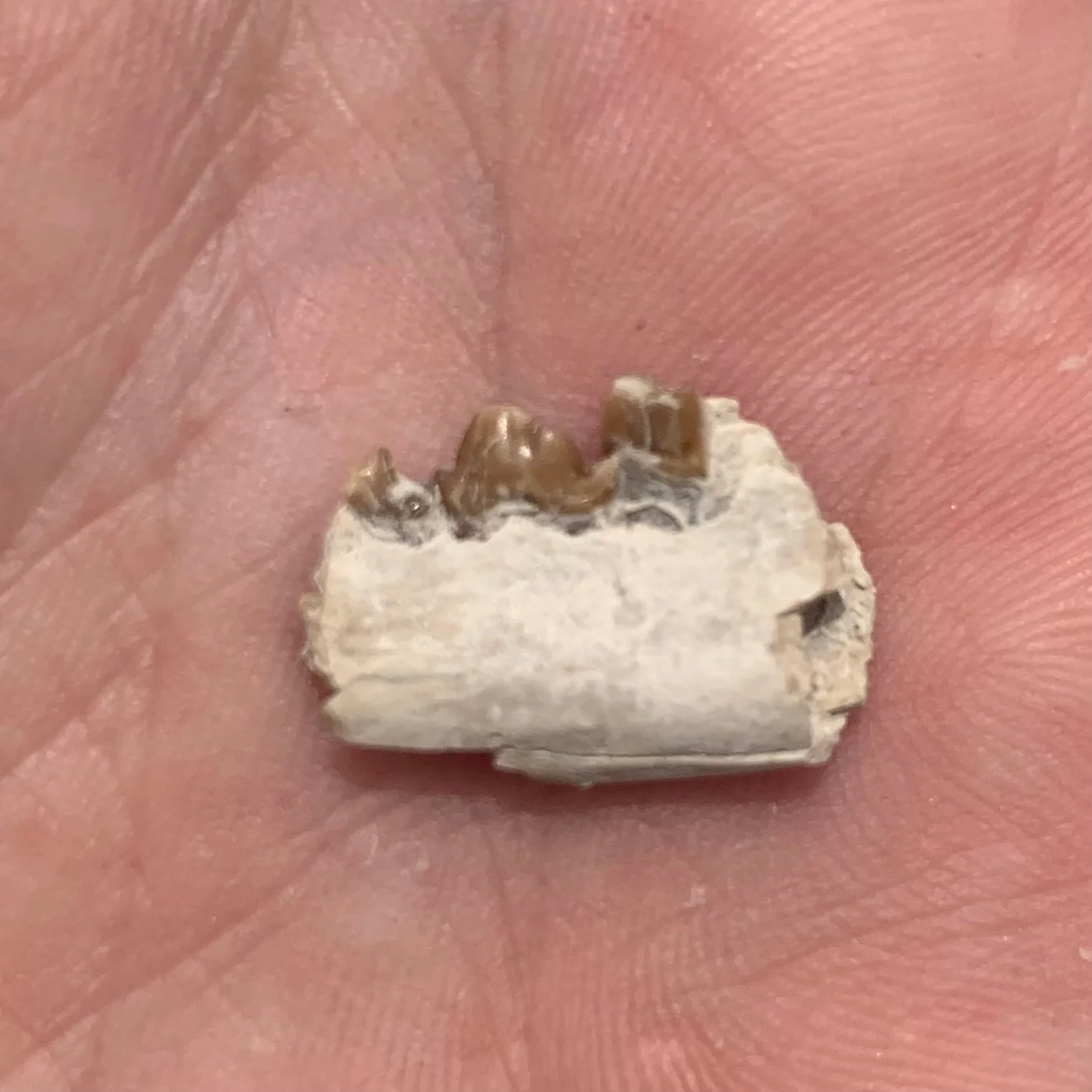 Fossil Dog Jaw, Hesperocyon, Nebraska