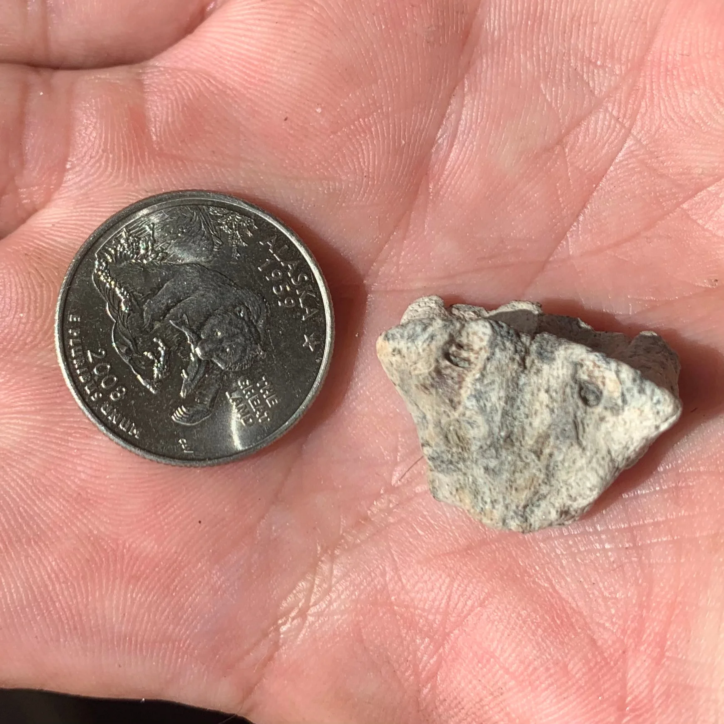 Bonita nose, Sarda Sp. - Lee Creek