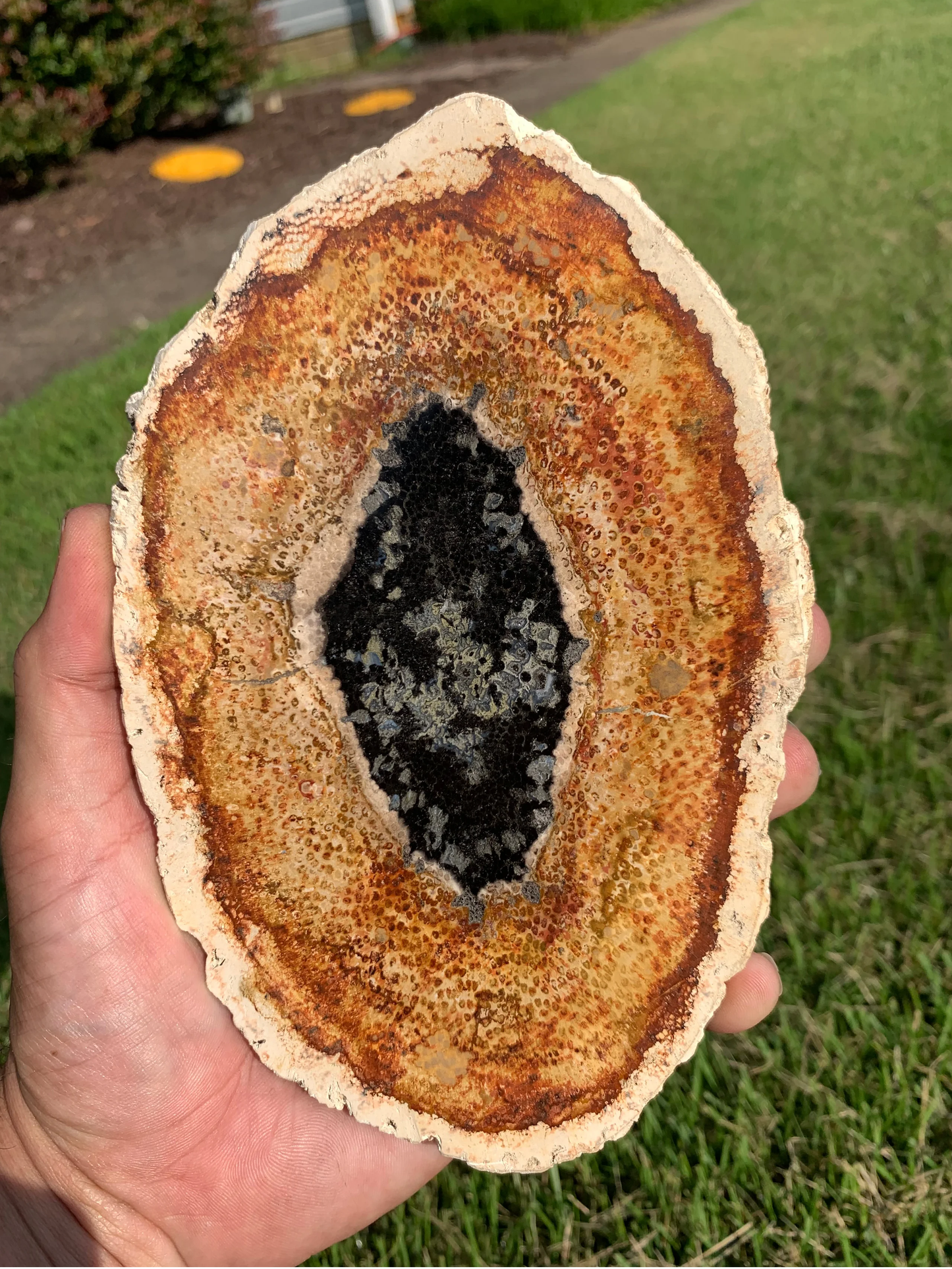 Polished Petrified Palm Wood From Indonesia