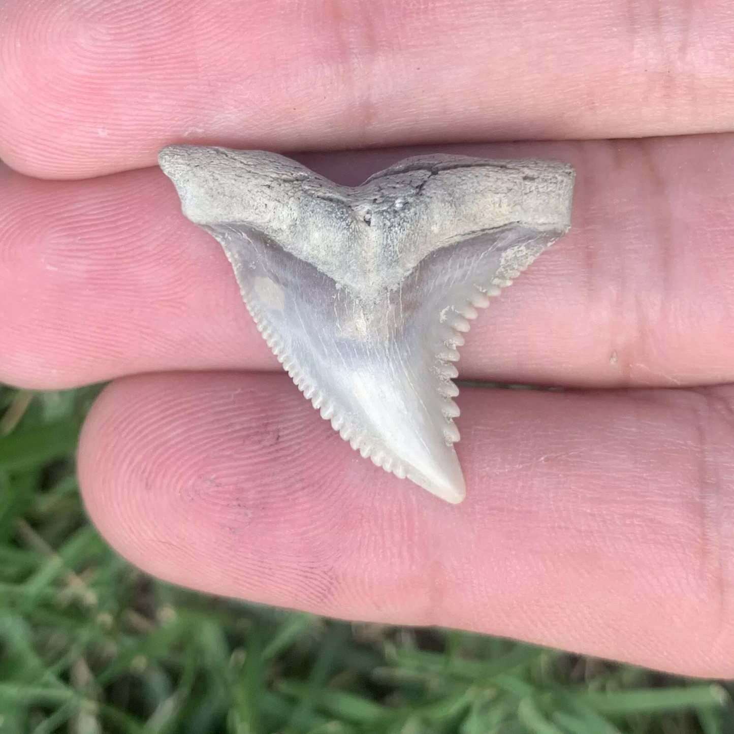 Hemipristis serra - Virginia