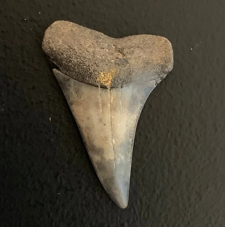 1.68" Carcharodon hastalis Shark Tooth