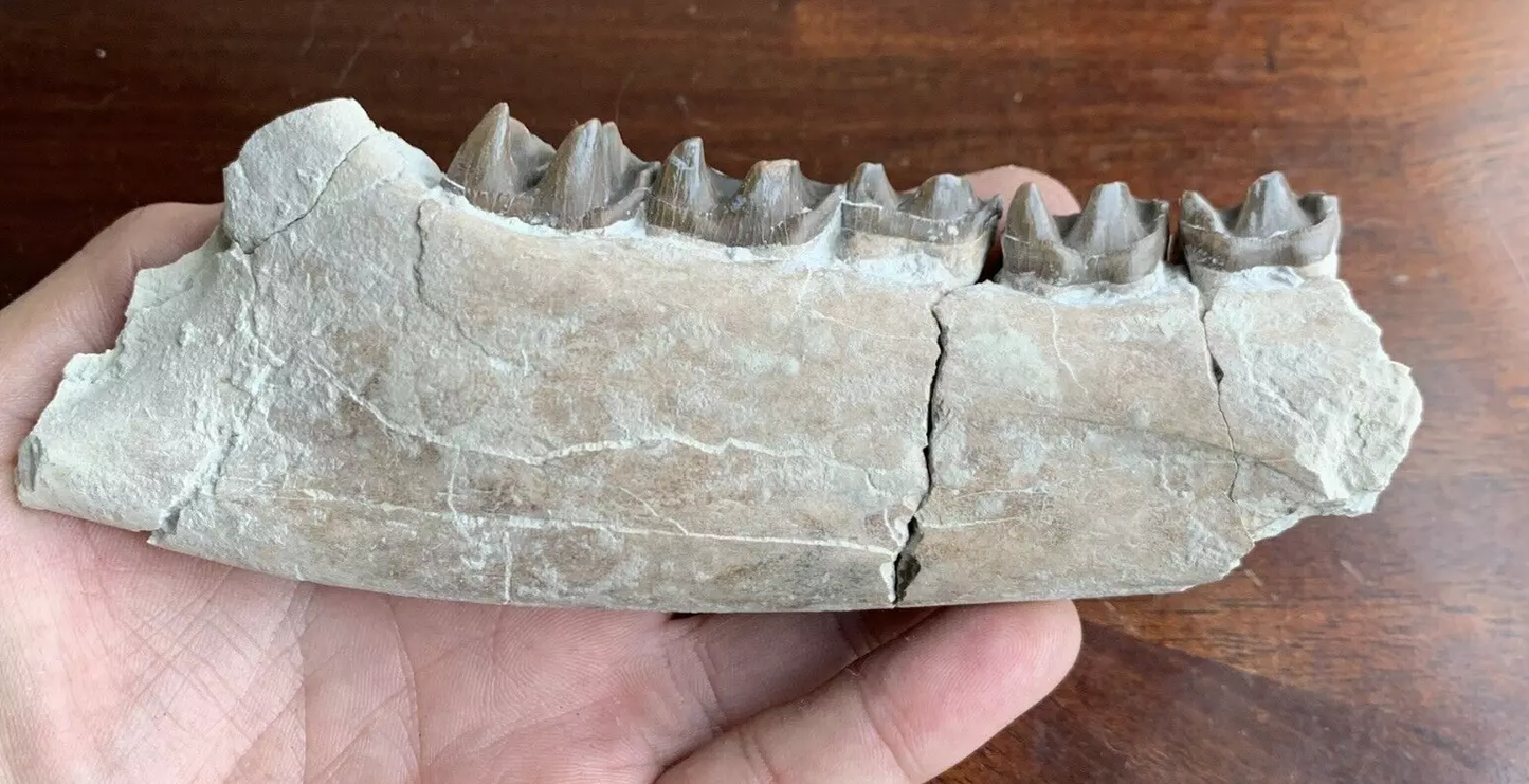 Fossil Rhino Jaw, Subhyracodon White river badlands, Nebraska
