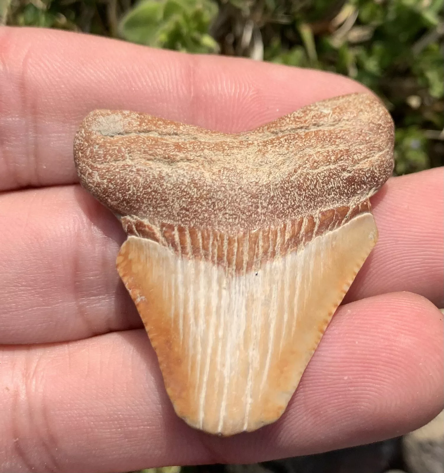1.6” Otodus Megalodon - Virginia