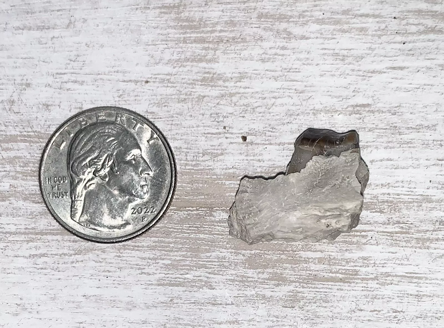 Fossil Oreodont Lower Jaw Section With Tooth