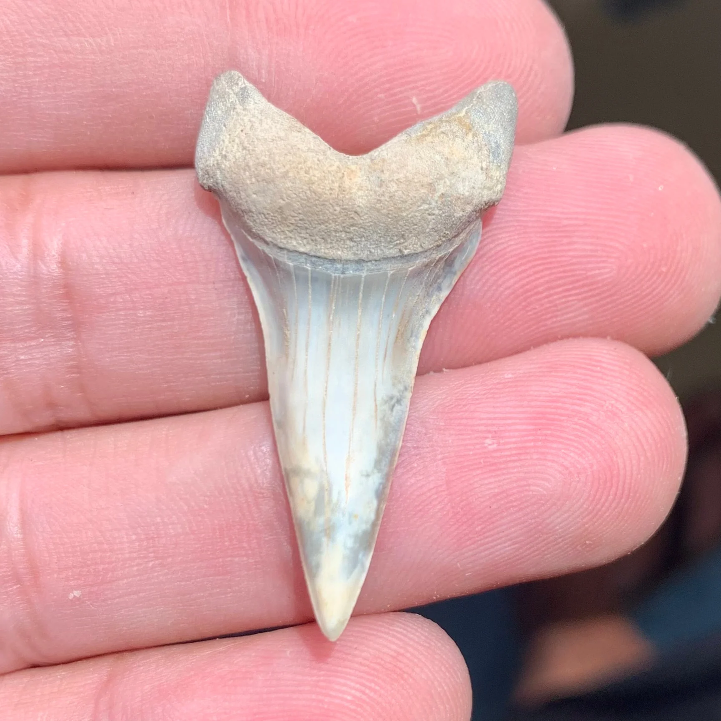 1.59” Carcharodon hastalis - Virginia