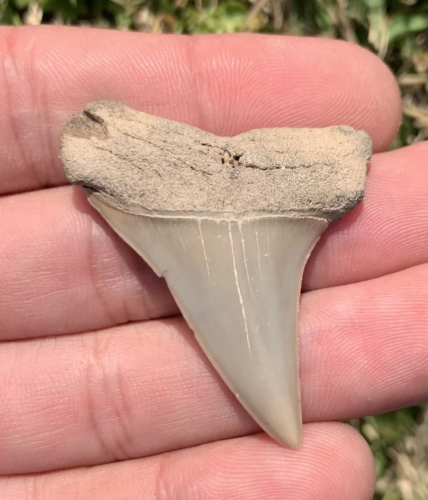 1.85" Carcharodon hastalis - Virginia