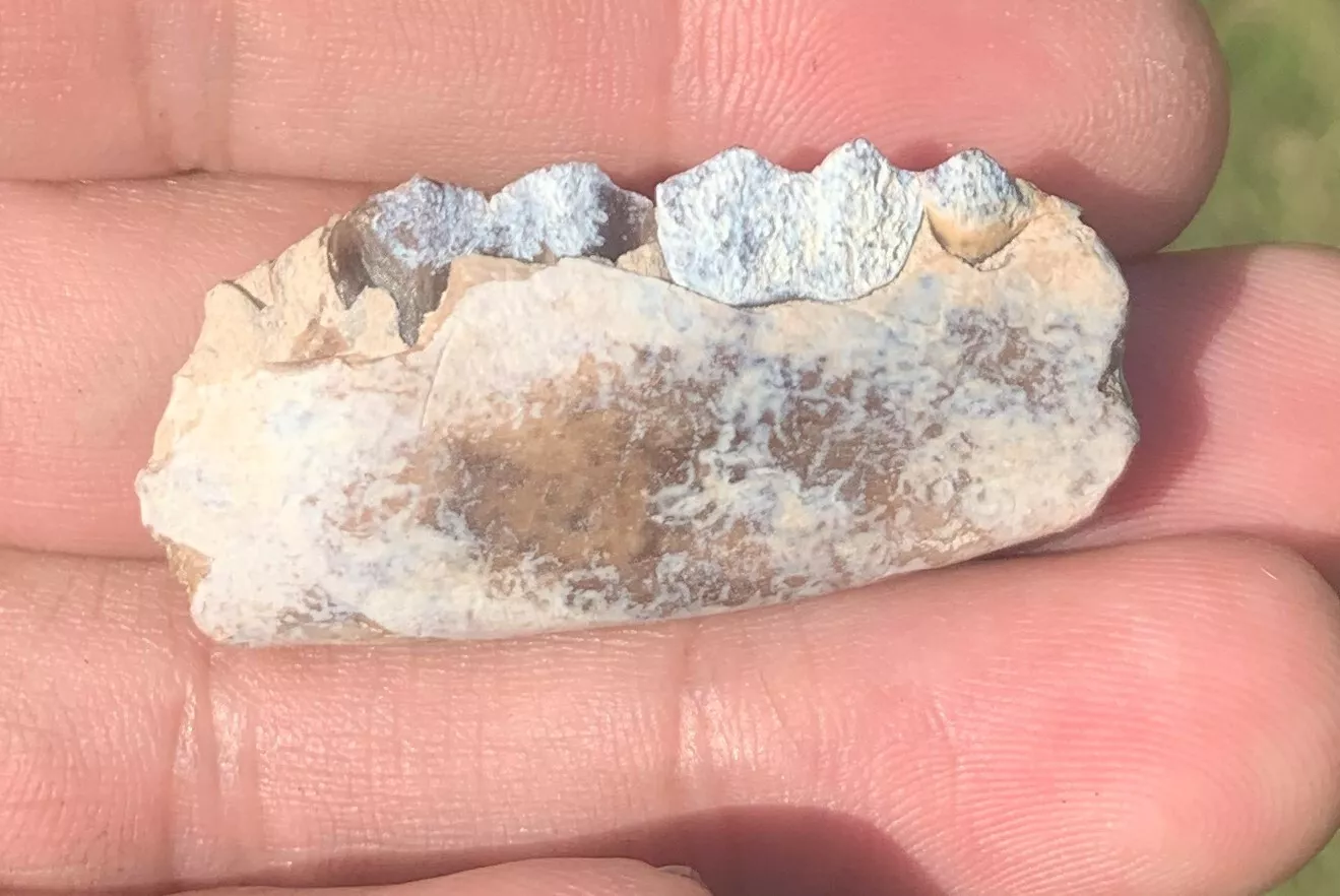 Camel Jaw Section With Teeth, Poebrotherium