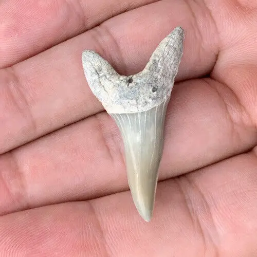 1.51" Isurus desori - Lee Creek Mine