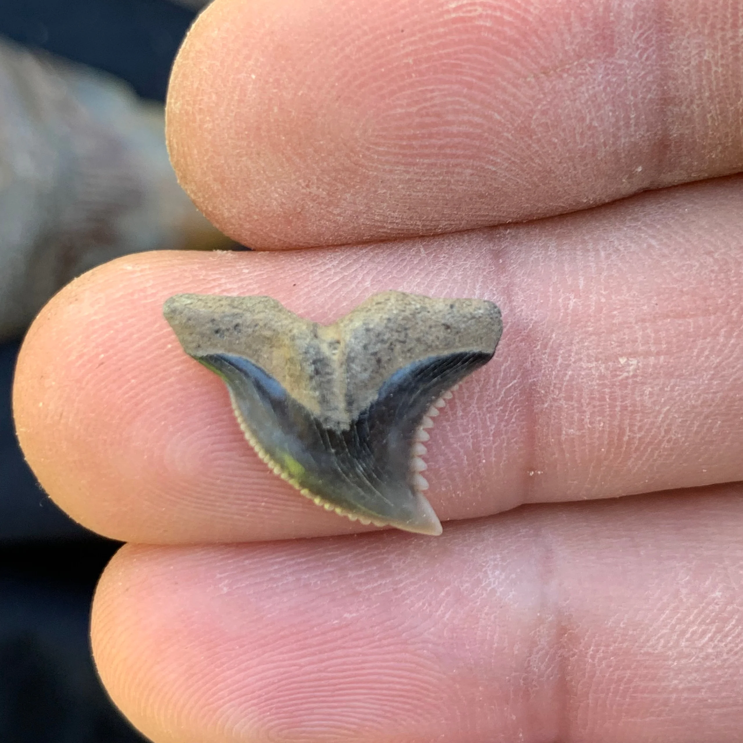 .77” Hemipristis serra Shark Tooth - Virginia