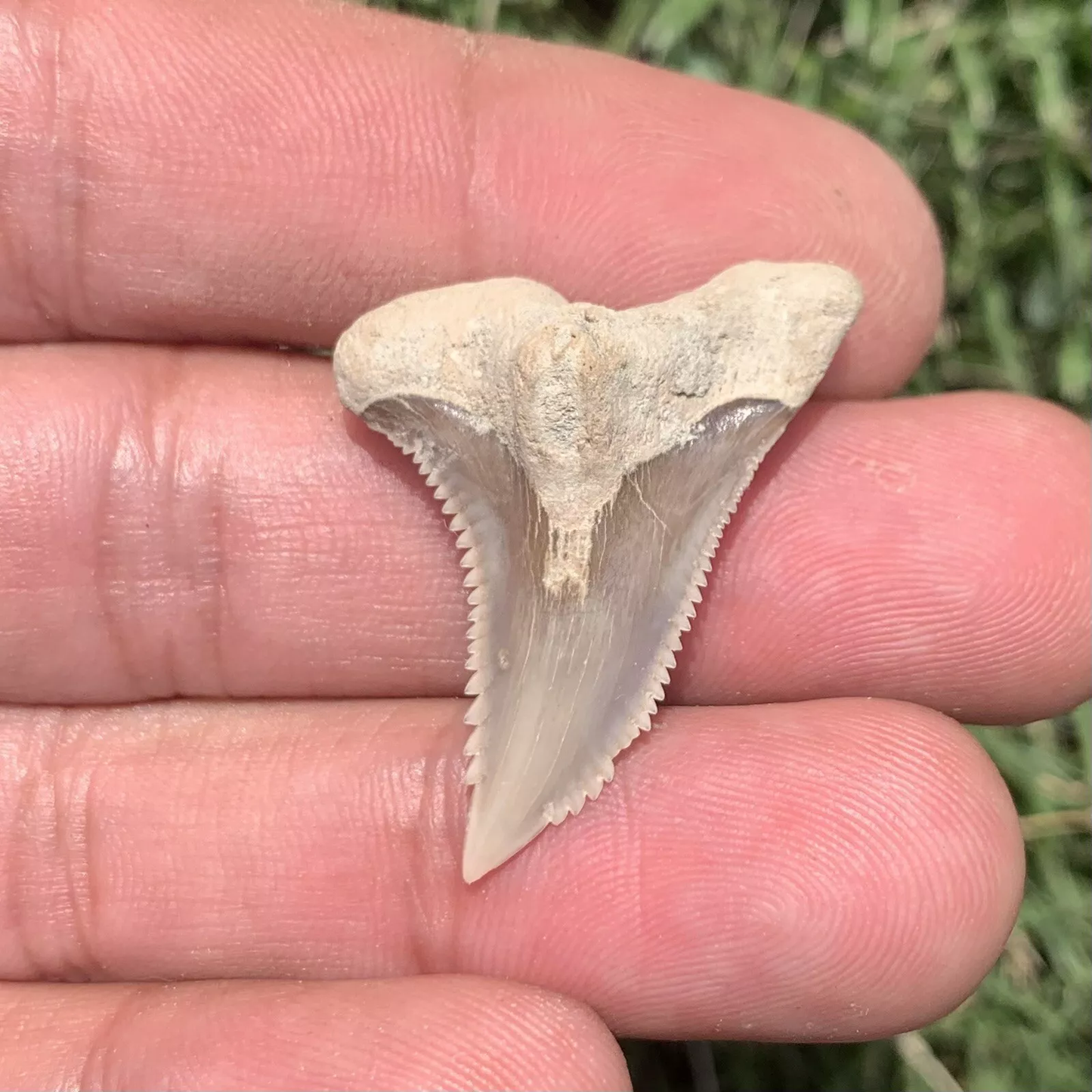 1.35" Hemipristis serra - Virginia