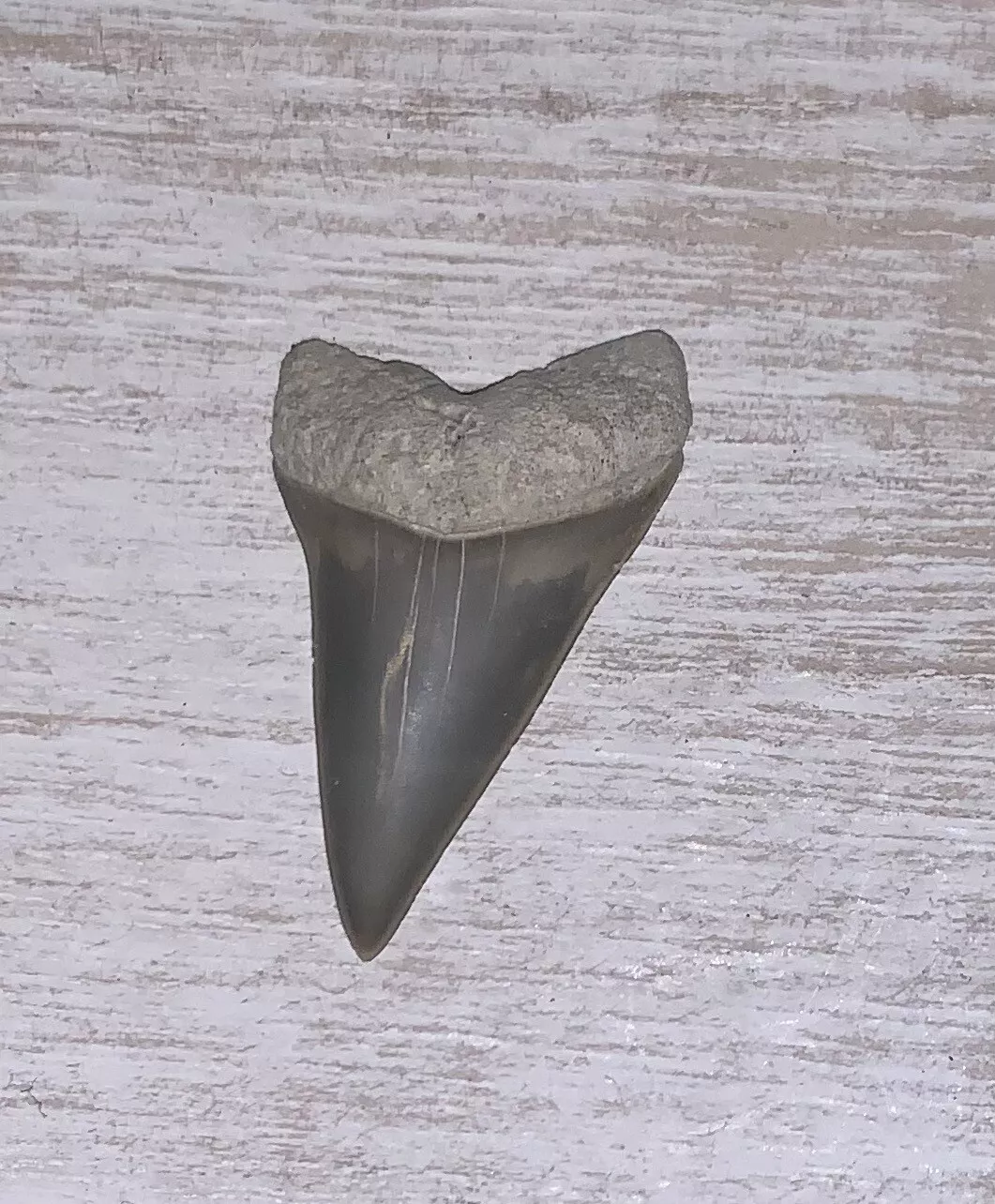 1.4” Carcharodon hastalis - Lee Creek Mine
