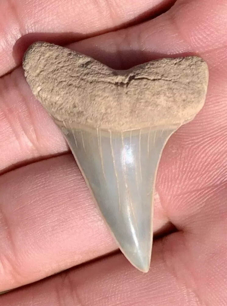 1.22” Carcharodon hastalis - Maryland