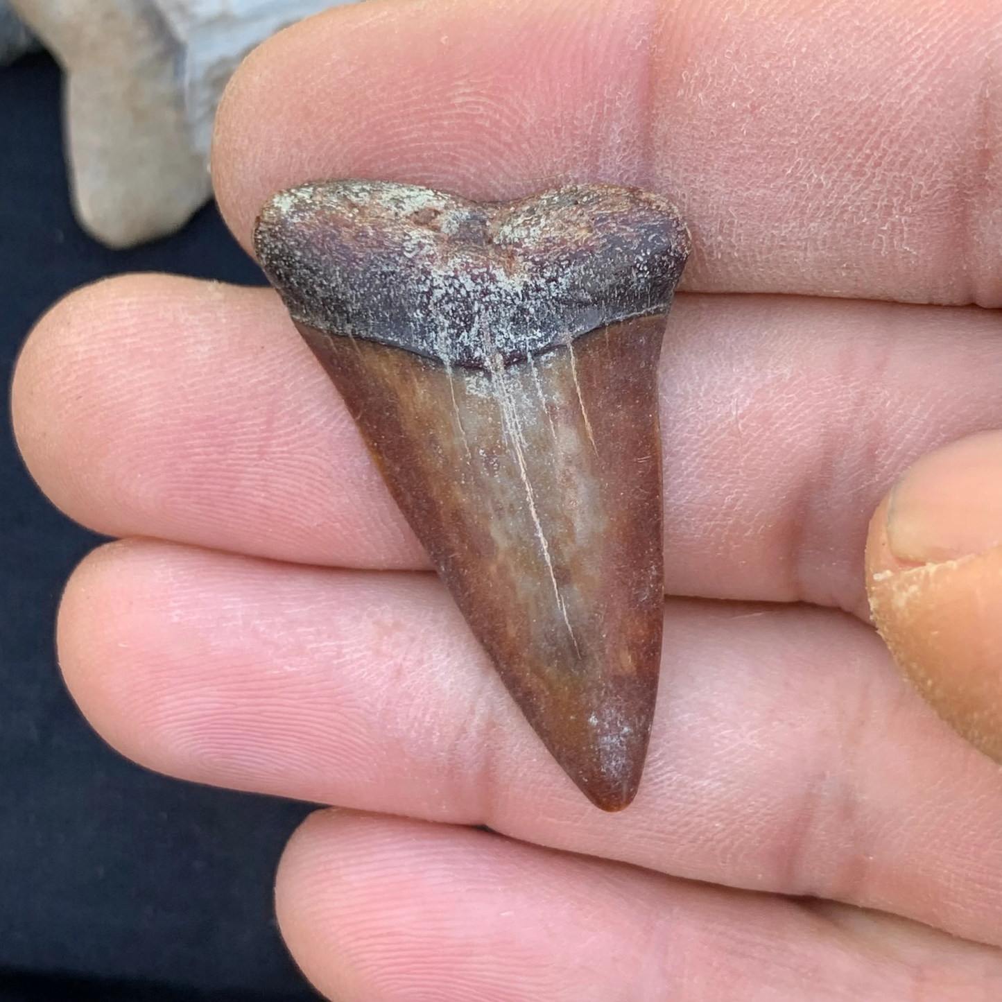 1.55” Carcharodon hastalis - Virginia