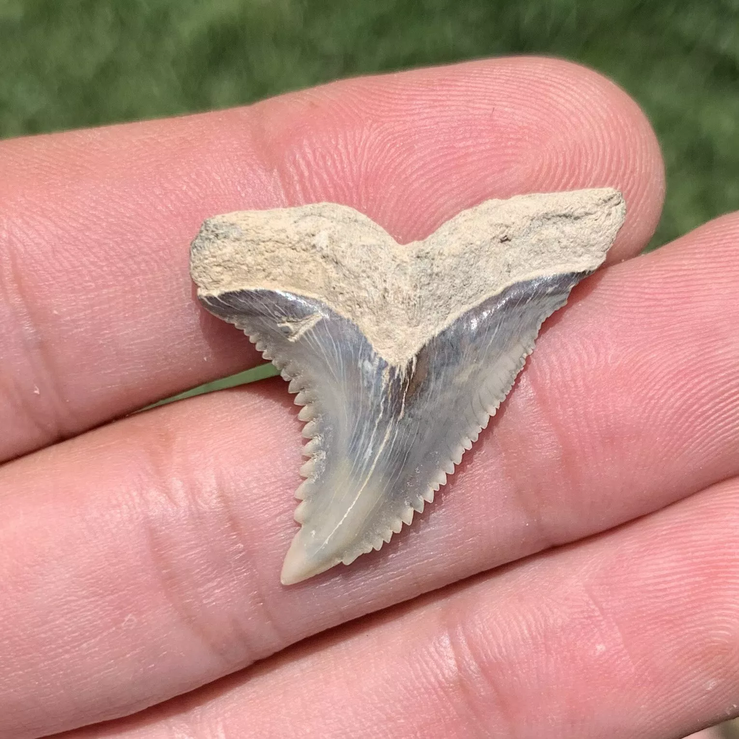 1.32" Hemipristis serra - Lee Creek Mine