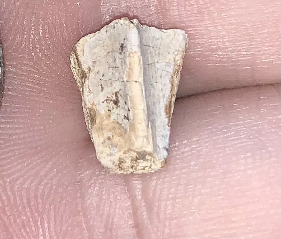 Edmontosaurus Dinosaur Tooth, Hell Creek Formation SD, Hadrosaur, Duck-billed