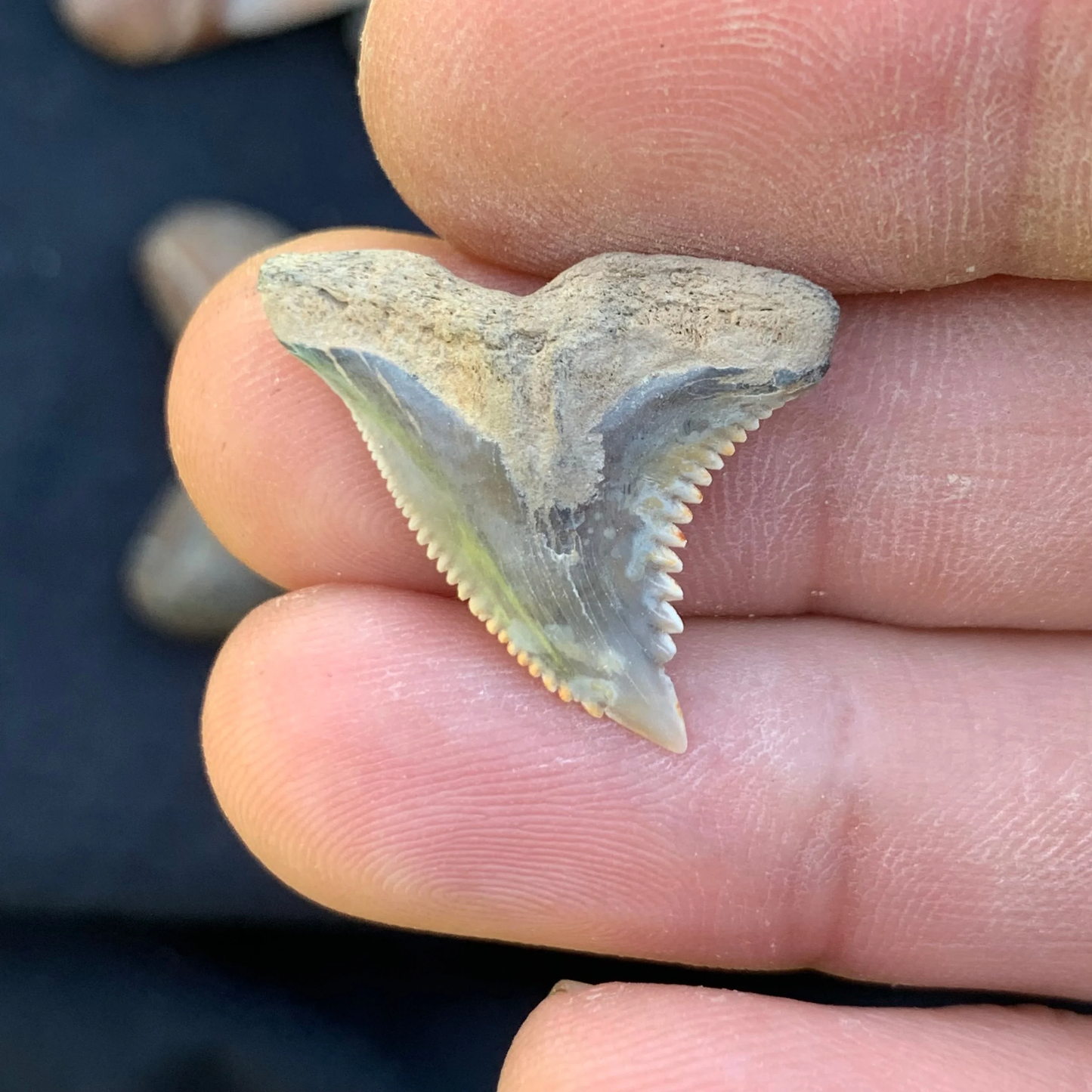 1” Hemipristis serra Shark Tooth - Virginia