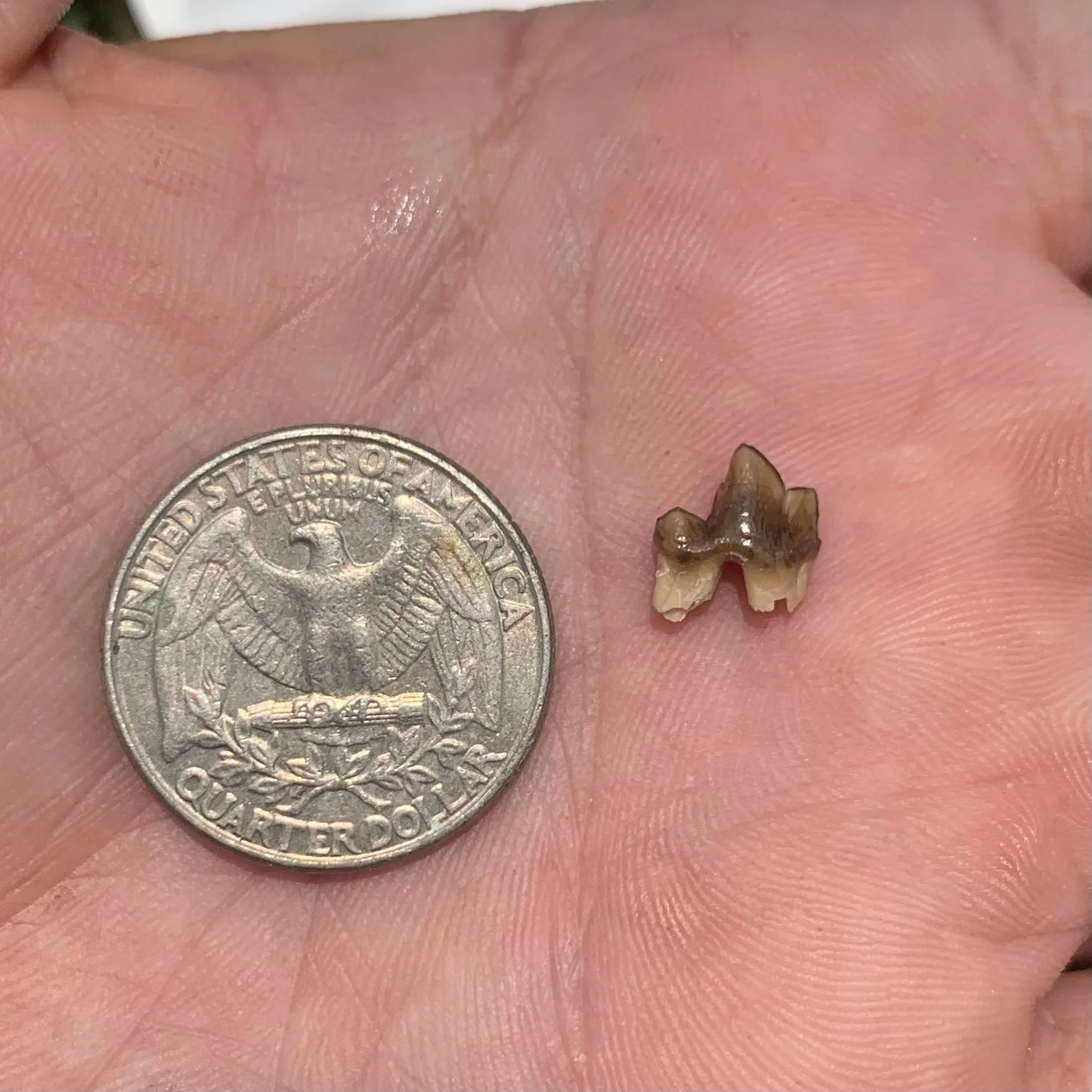 Fossil Dog Tooth, Hesperocyon Carnassial, Nebraska -