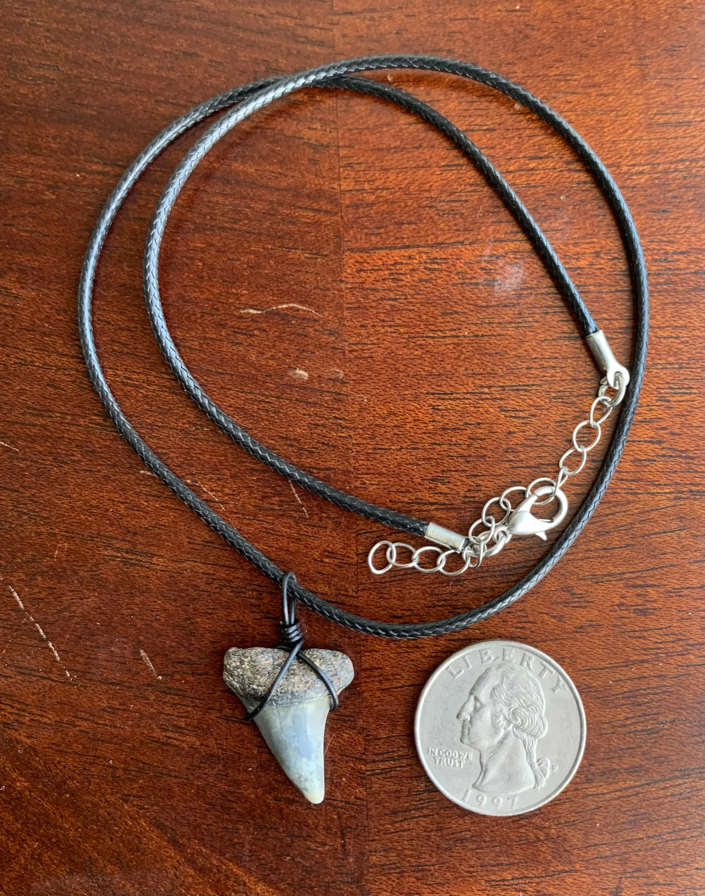 Carcharodon hastalis white shark tooth necklace
