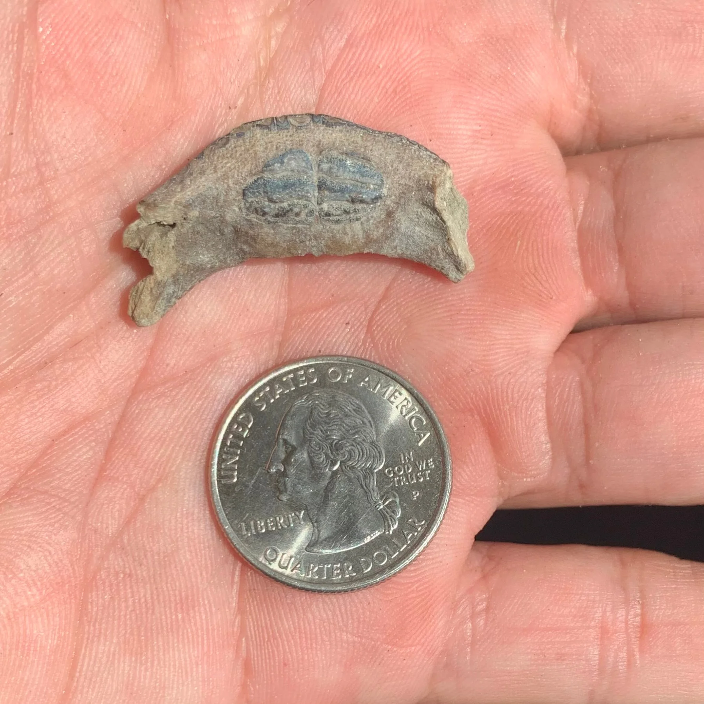 Burrfish, Chilomycterus Sp. Mouth plates - Lee Creek
