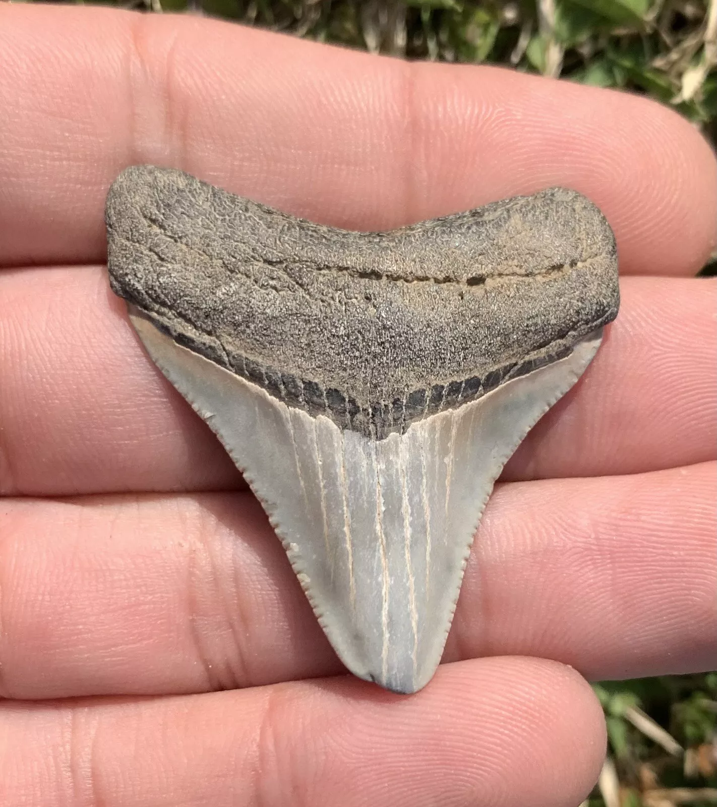 1.8” Otodus Megalodon - Virginia