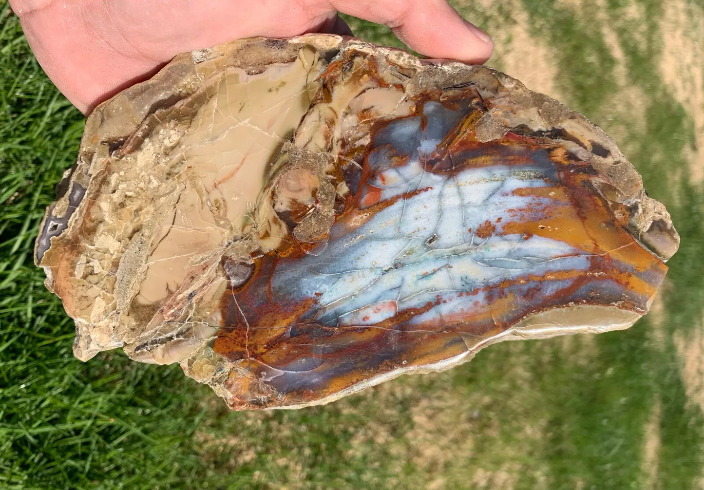 Polished Petrified Blue Copper Wood, Indonesia, Slab slice