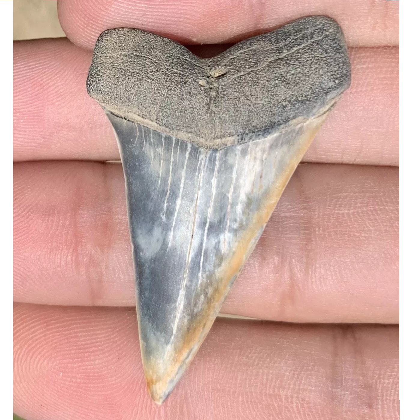 1.96” Carcharodon hastalis - Virginia