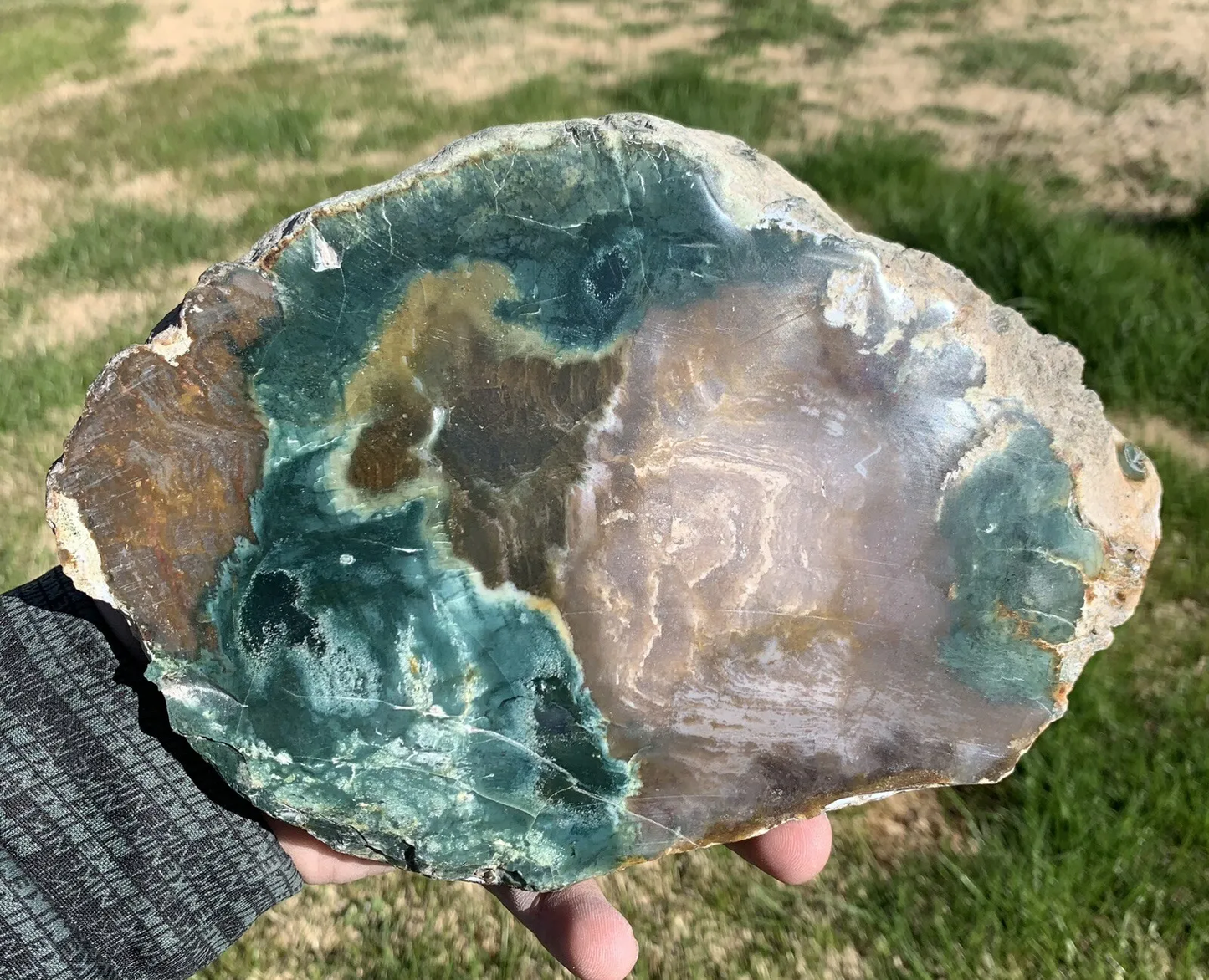 Polished Petrified Fossil Wood from Indonesia, Slab, Slice