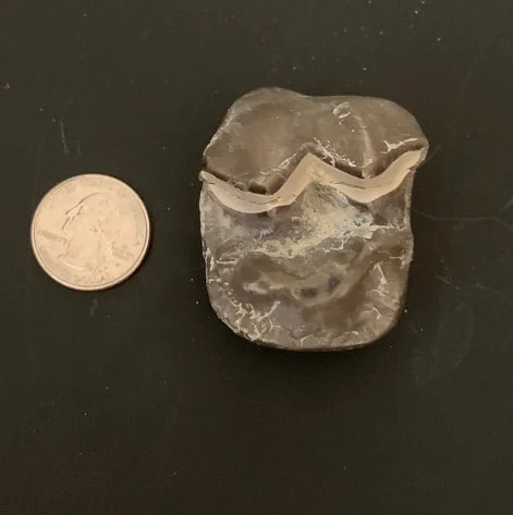 Titanothere Upper Molar Tooth