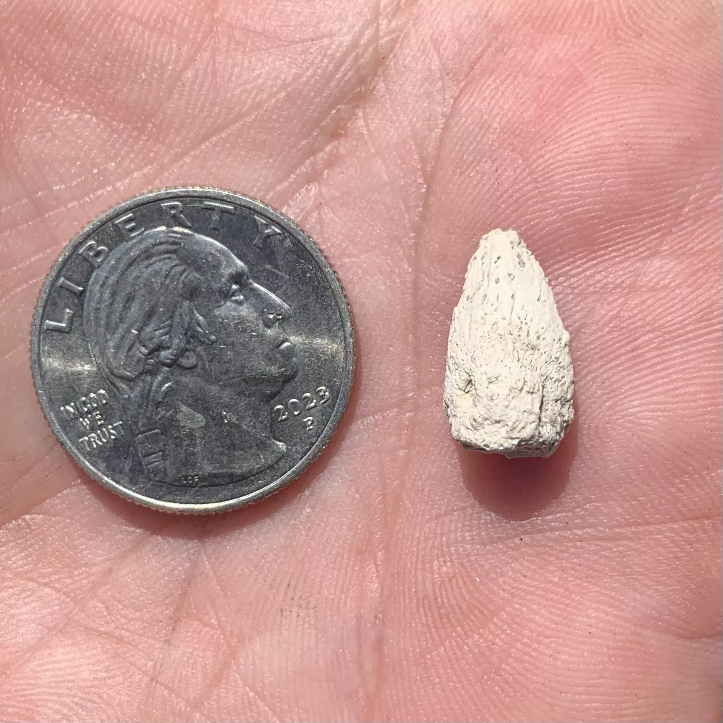 Tortoise Claw - White River Badlands