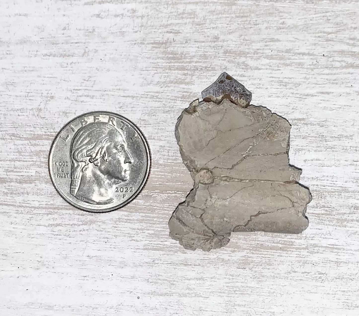 Fossil Oreodont Lower Jaw Section With Tooth