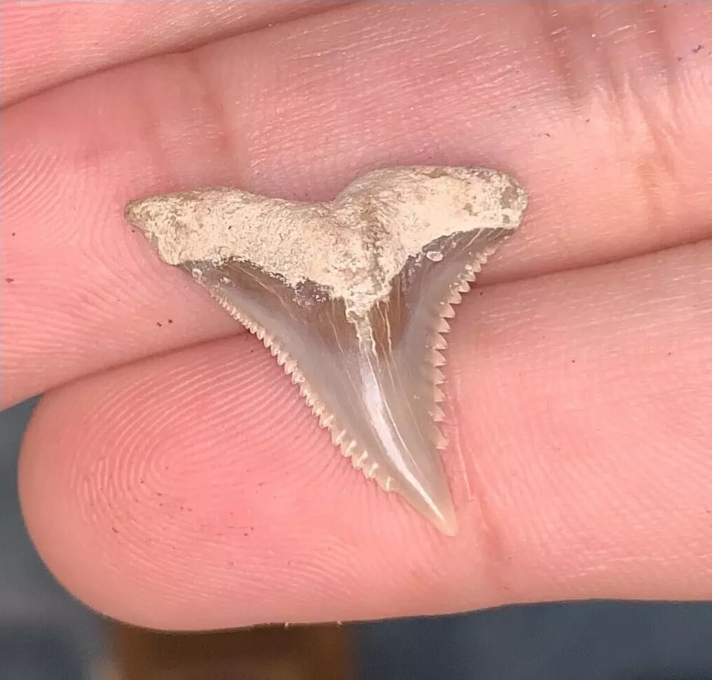 .95" Hemipristis serra - Virginia