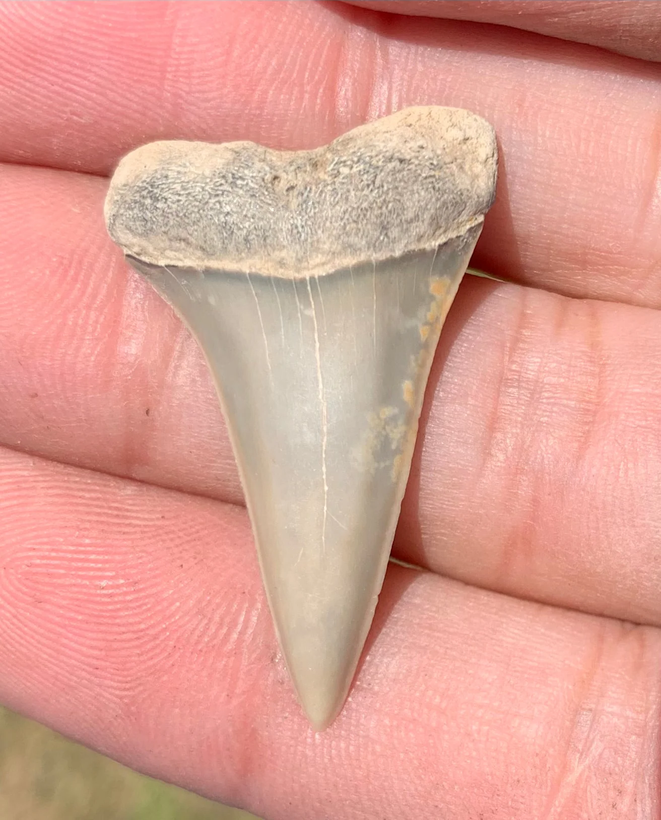 1.43” Carcharodon hastalis - Virginia