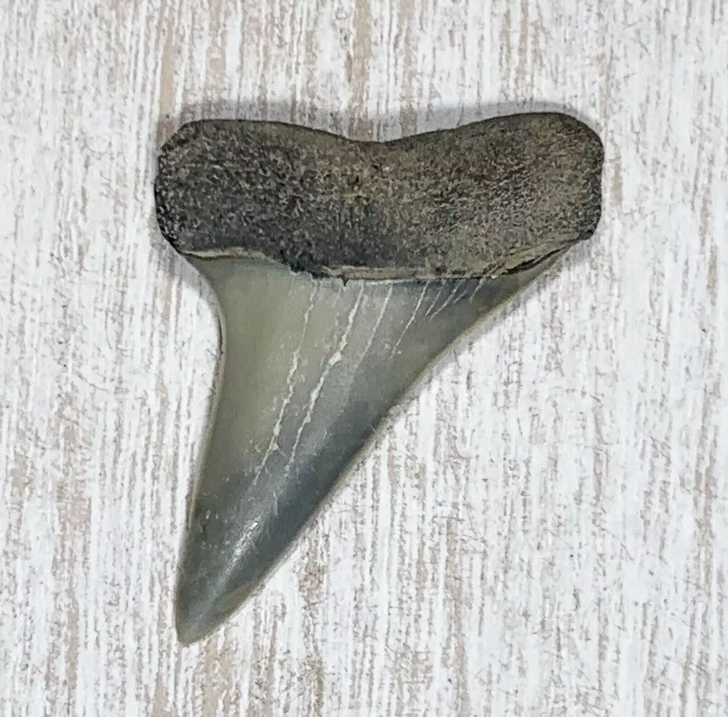 1.73" Carcharodon hastalis - Virginia