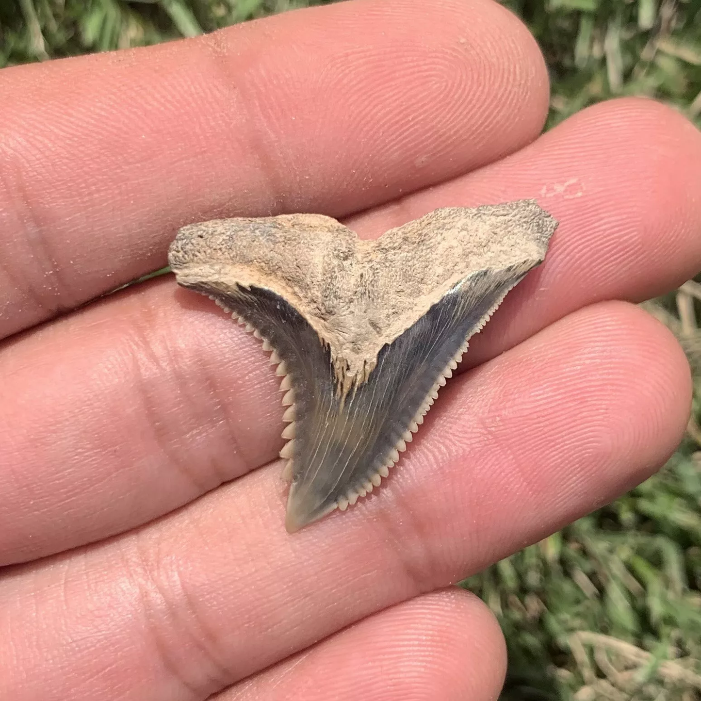 1.32" Hemipristis serra - Virginia