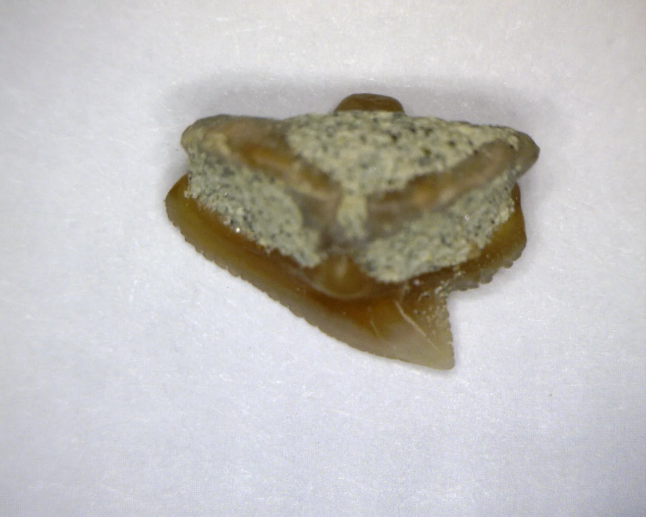 Squalus occidentalis - Bakersfield