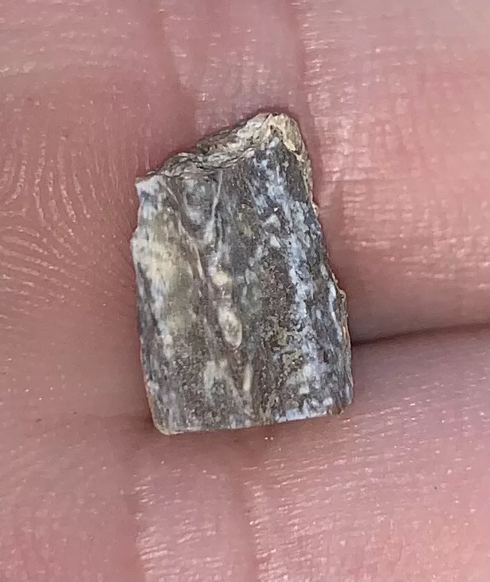Edmontosaurus Dinosaur Tooth, Hell Creek Formation SD, Hadrosaur, Duck-billed