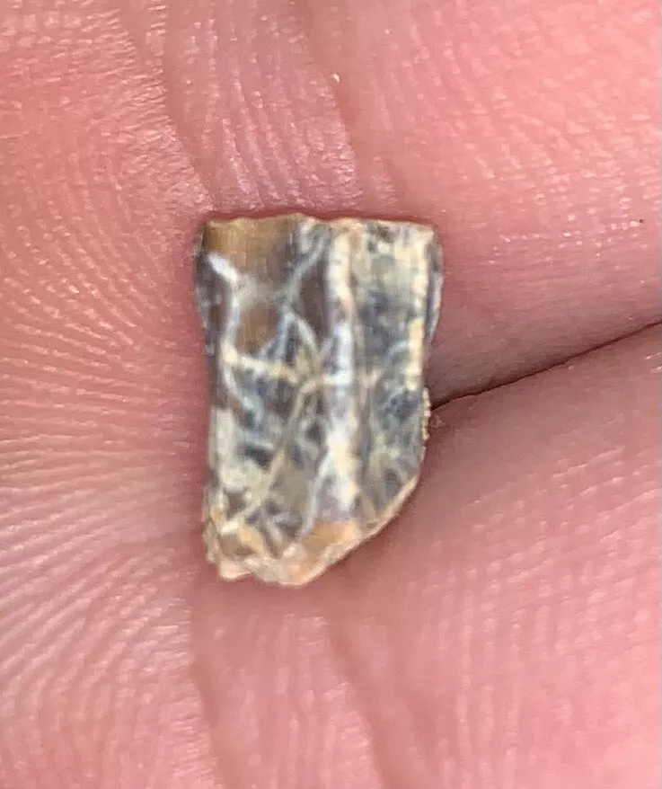 Edmontosaurus Dinosaur Tooth, Hell Creek Formation SD, Hadrosaur, Duck-billed